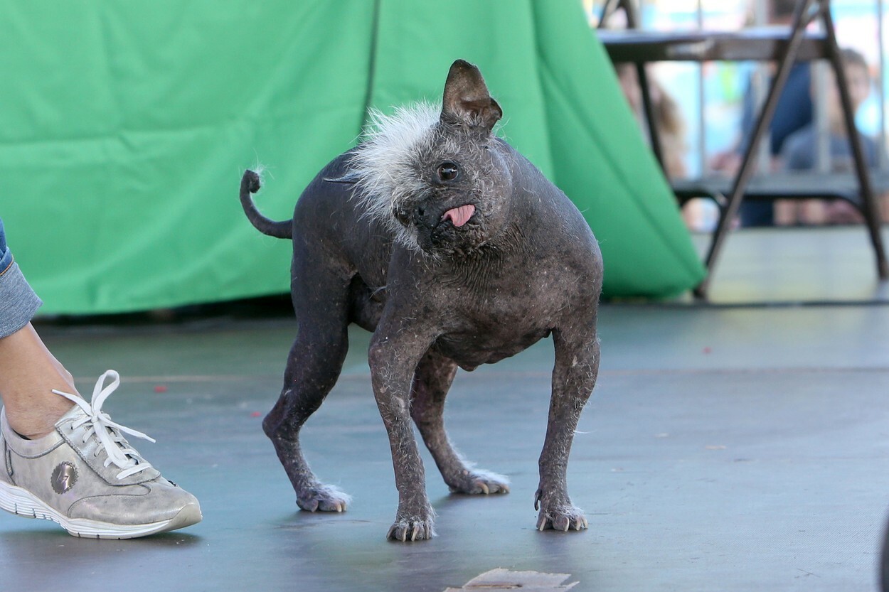 GALERIE FOTO „Happy face”, un câine chinezesc cu creastă, a fost desemnat cel mai urât din lume - Imaginea 2