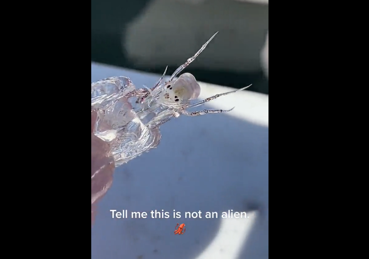 VIDEO VIRAL. Creatura care a îngrozit un pescar: „Spuneți-mi că nu este un extraterestru”