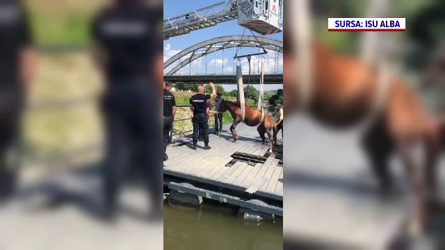 Un cal rămas blocat între scândurile unui ponton a fost salvat de pompierii din Alba Iulia