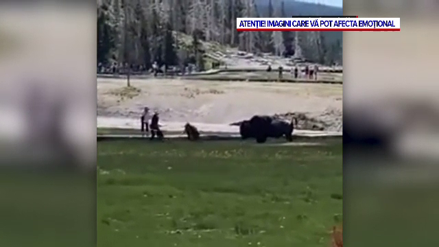 Turiști atacați de un bizon în Statele Unite