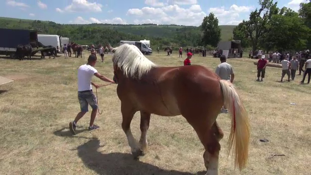 Crescătorii de cai şi-au prezentat cu mândrie exemplarele de talie grea la o expoziție din Bacău