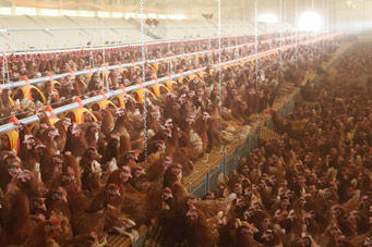 Carnea de pui se va scumpi de la 1 ianuarie 2010 cu peste 20%