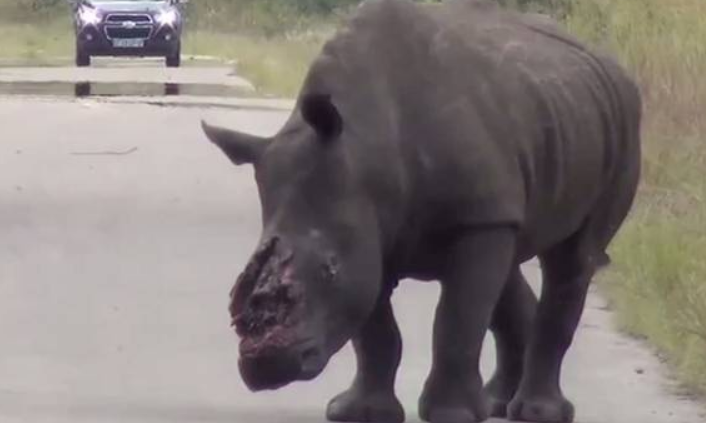 Un rinocer alb a hoinarit cateva zile cu rani grave si un glont in creier intr-un parc national din Africa de Sud