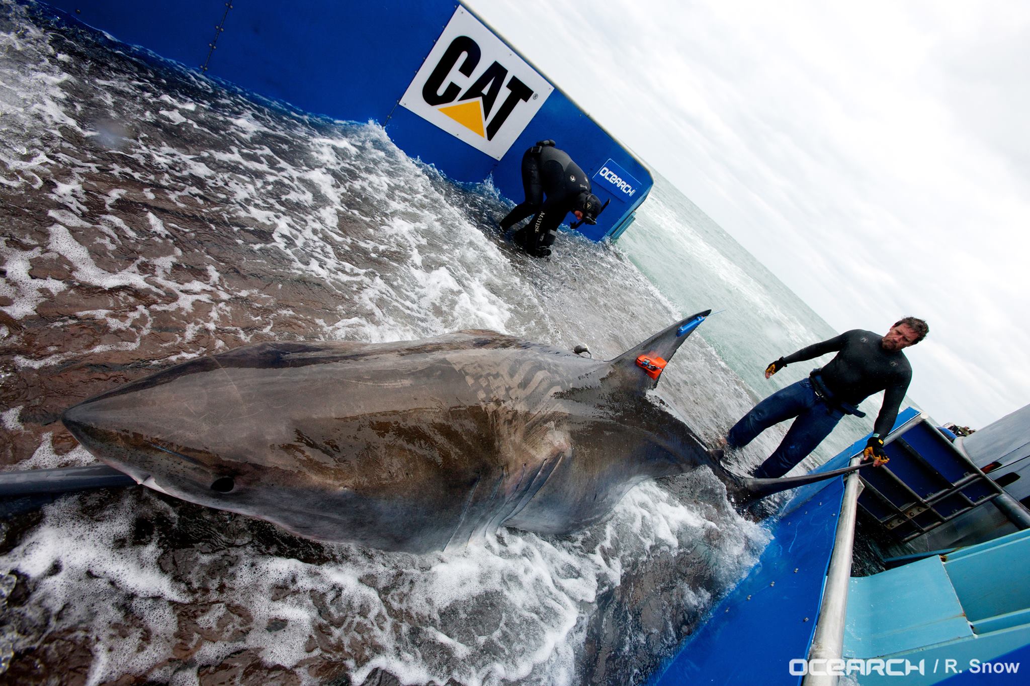 Unul dintre cei mai periculosi rechini din lume se indreapta spre Marea Britanie. Marele Alb e monitorizat prin satelit