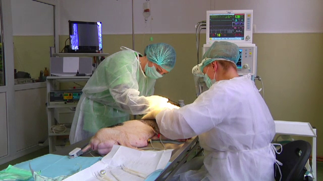 Premiera nationala la Cluj. Implant de celule stem la porci pentru regenerarea osoasa. Cum poate fi extins proiectul si la om