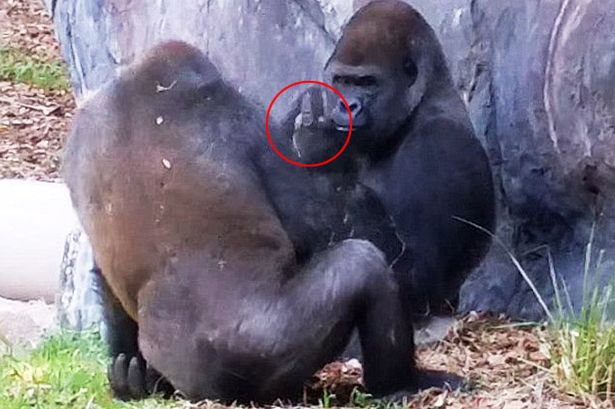 Imaginile nu sunt trucate. Gestul incredibil facut de o gorila de la o gradina zoologica din Florida. VIDEO