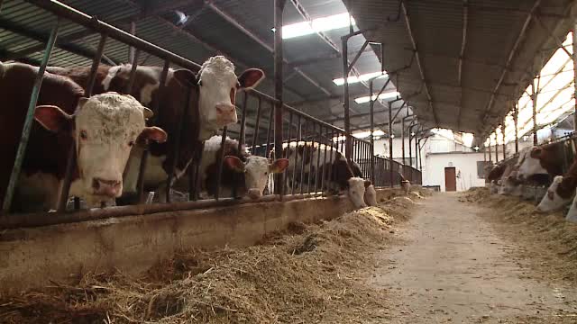 Micii producatori de lapte din Romania au ajuns in pragul falimentului. 