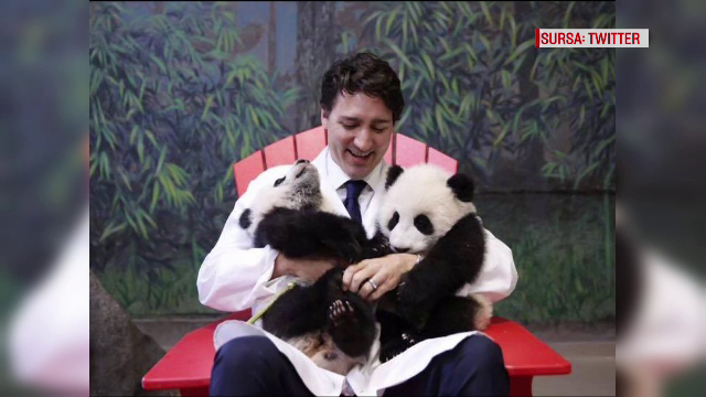 Premierul Canadei face din nou furori, dupa ce s-a pozat tinand in brate doi ursi panda nou-nascuti