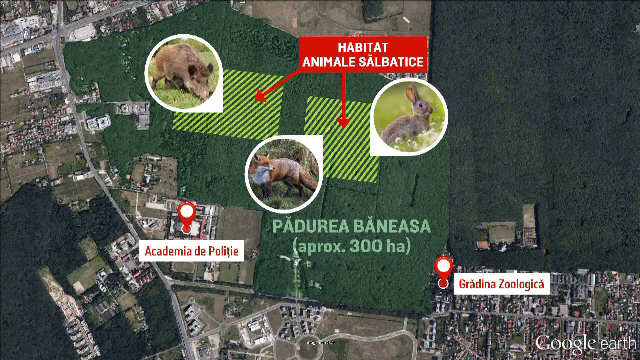 Padurea Baneasa ar putea deveni parc national. Planul ambitios al primariei de a transforma nordul Capitalei