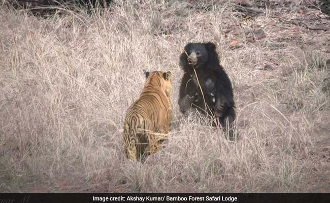 VIDEO viral. Un tigru se luptă cu un urs, într-un parc natural din India