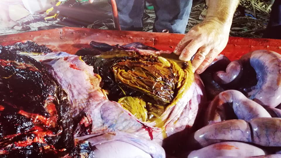 Ce se afla în stomacul unei balene găsită moartă pe o plajă din Filipine. FOTO - Imaginea 8