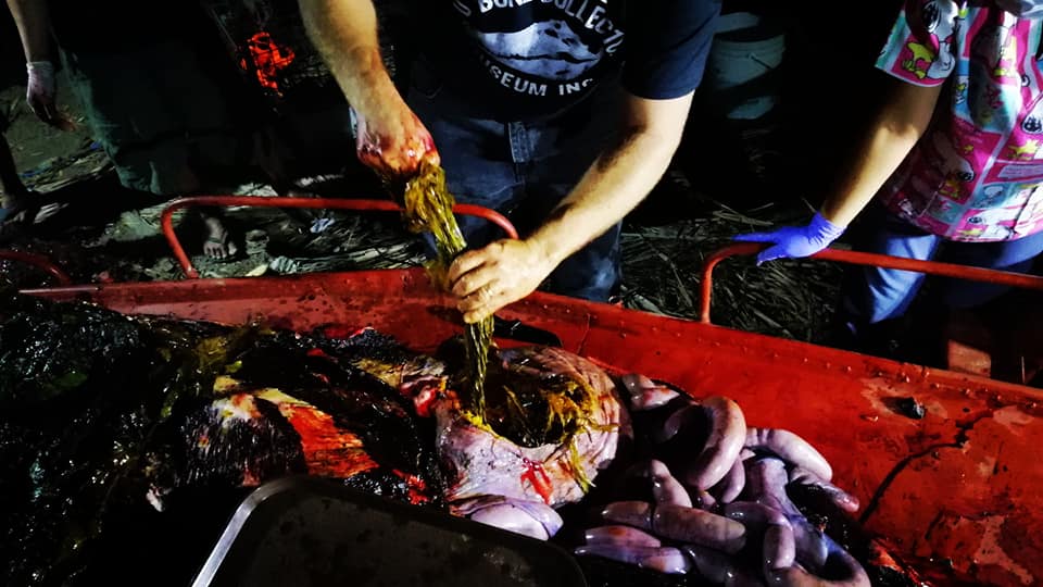 Ce se afla în stomacul unei balene găsită moartă pe o plajă din Filipine. FOTO - Imaginea 11