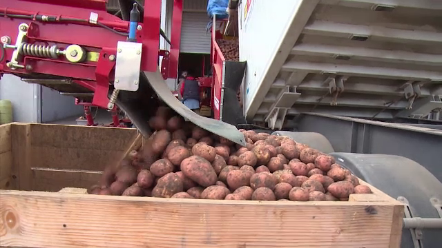 Cum au ajuns cartofii pe cale de dispariție în România. Nemulțumirile fermierilor - Imaginea 4