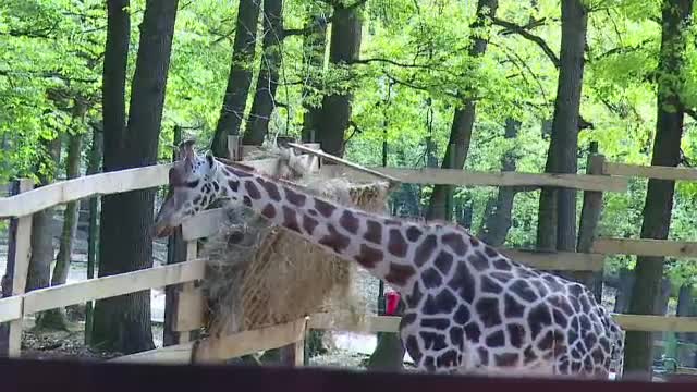 Singura girafă din România a murit. Gina avea 10 ani și a avut parte de un sfârșit groaznic