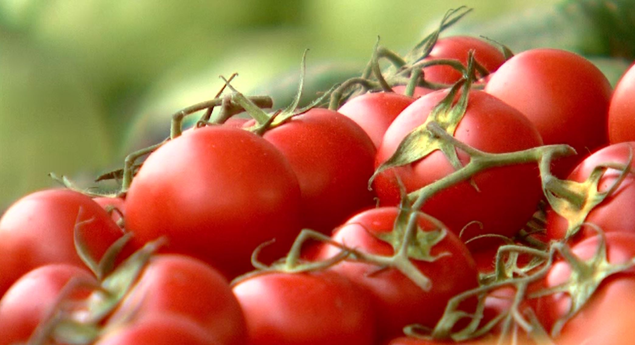 Se extinde programul ''Tomata''. Ce noi legume vor fi incluse