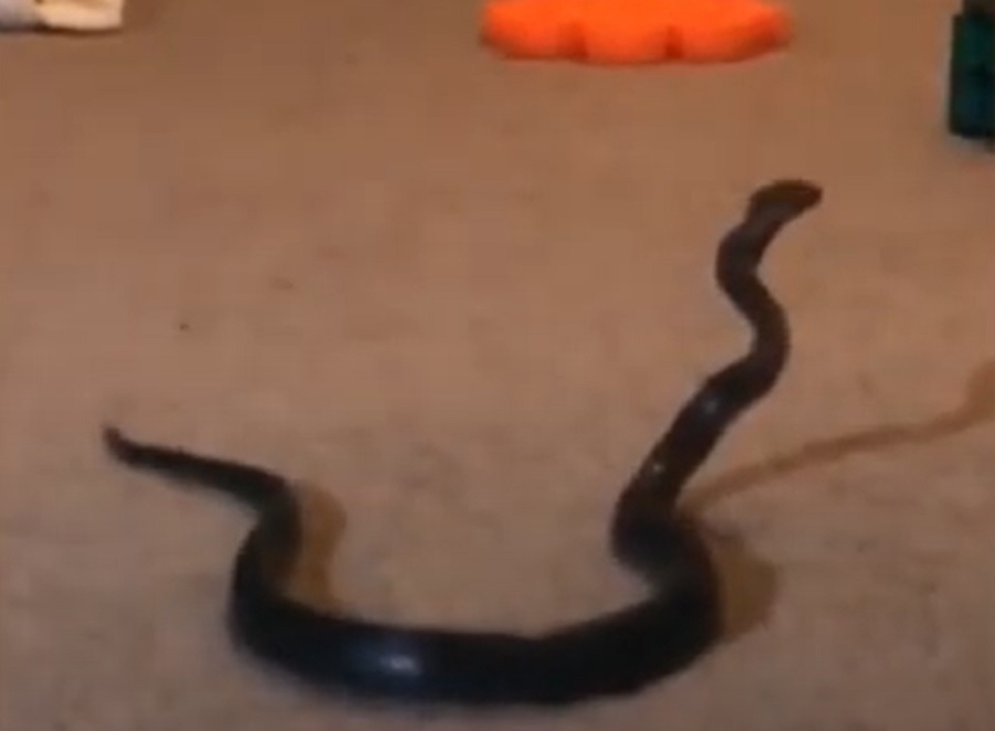 VIDEO. O mamă din Australia a găsit un șarpe veninos printre jucăriile fiicei sale