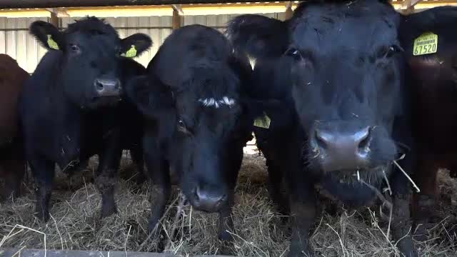 Carnea vitelor Black Angus, tot mai populară în România. 