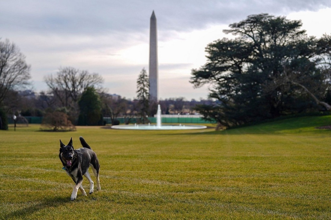 Câinii lui Joe Biden, alungați de la Casa Albă, după ce unul dintre ei a mușcat un agent de pază