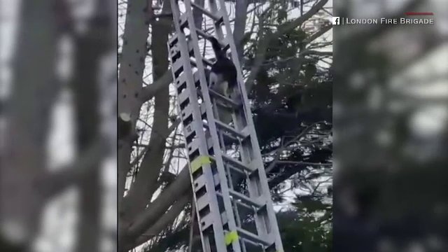 Reacția neașteptată a unei pisici care nu a mai putut coborî din pom, când pompierii au venit să o dea jos