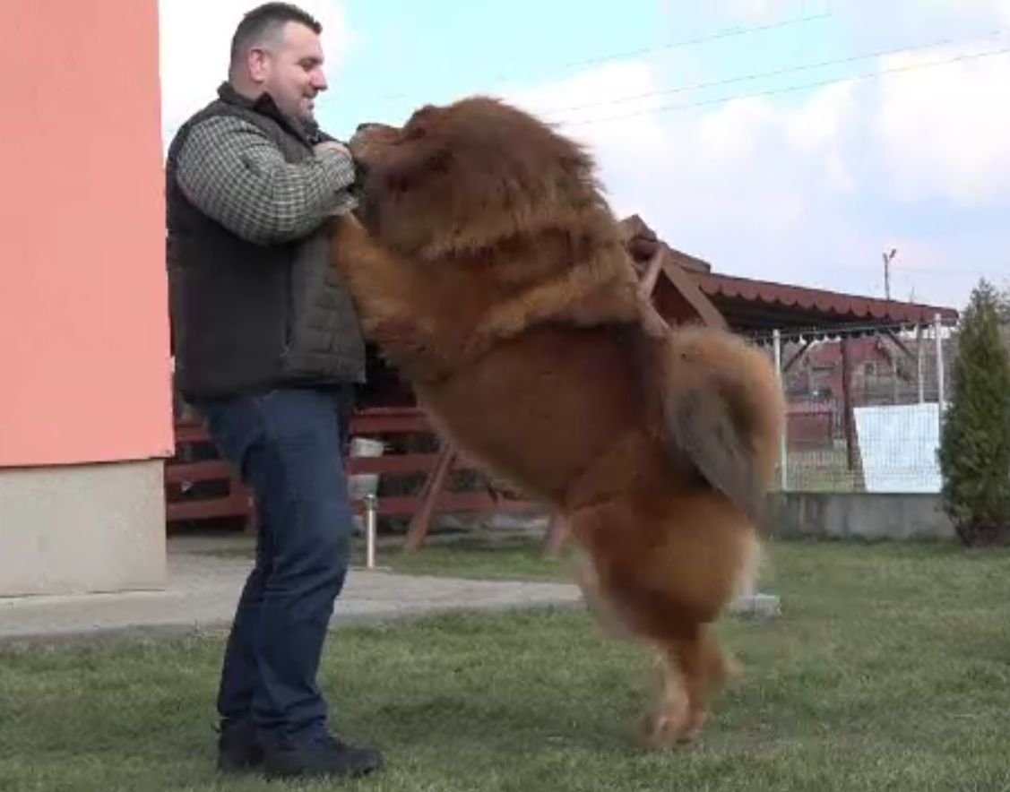 Boss, câinele mastiff din Târgu Mureș care a câștigat 360 de premii internaționale. Are propriul lui șofer