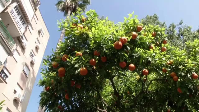 Autobuzele din Sevilla vor circula cu energie obținută din portocale. Cum sunt transformate în electricitate