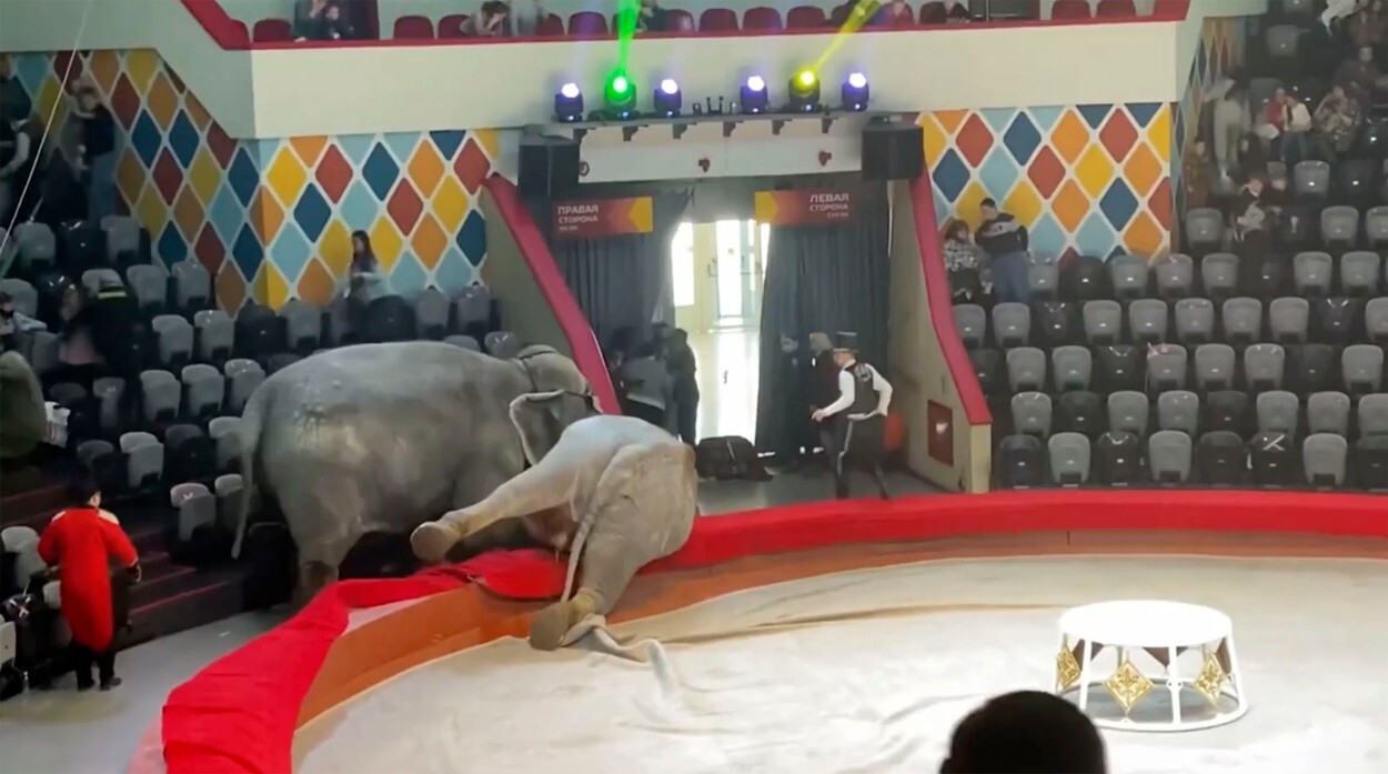 Spectatorii au fugit speriați de la un spectacol de circ după ce elefanții au devenit agresivi. VIDEO - Imaginea 1