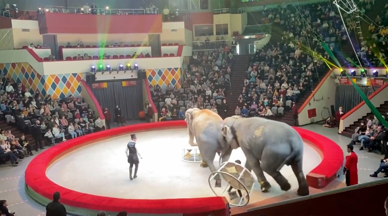 Spectatorii au fugit speriați de la un spectacol de circ după ce elefanții au devenit agresivi. VIDEO - Imaginea 2