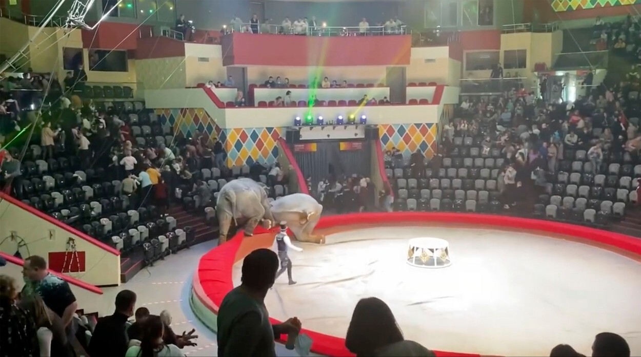 Spectatorii au fugit speriați de la un spectacol de circ după ce elefanții au devenit agresivi. VIDEO - Imaginea 3