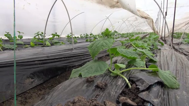 Ajutor de la stat de 2.000 de euro pentru cei care cultivă legume în sere și solarii. Anunțul ministrului Agriculturii