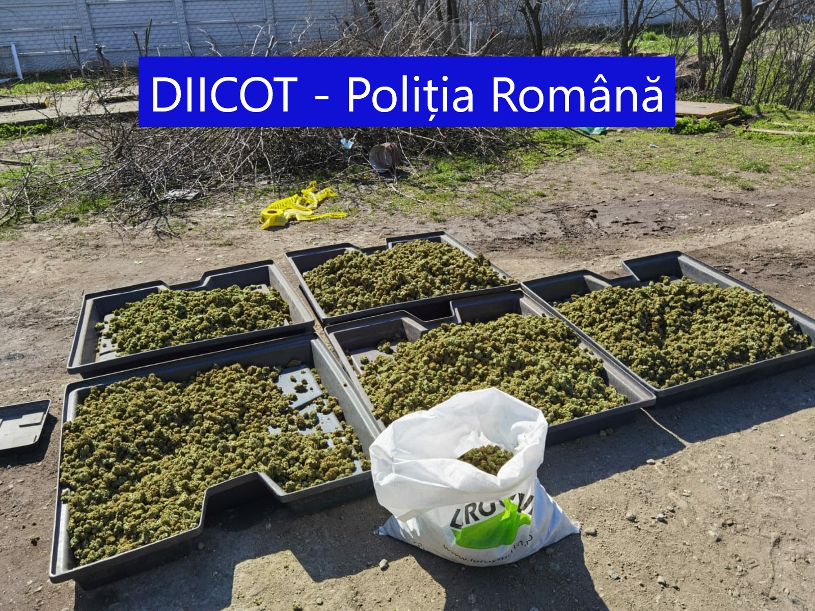 Cantitate uriașă de droguri descoperită în Dolj. Doi spanioli au fost arestați - Imaginea 1