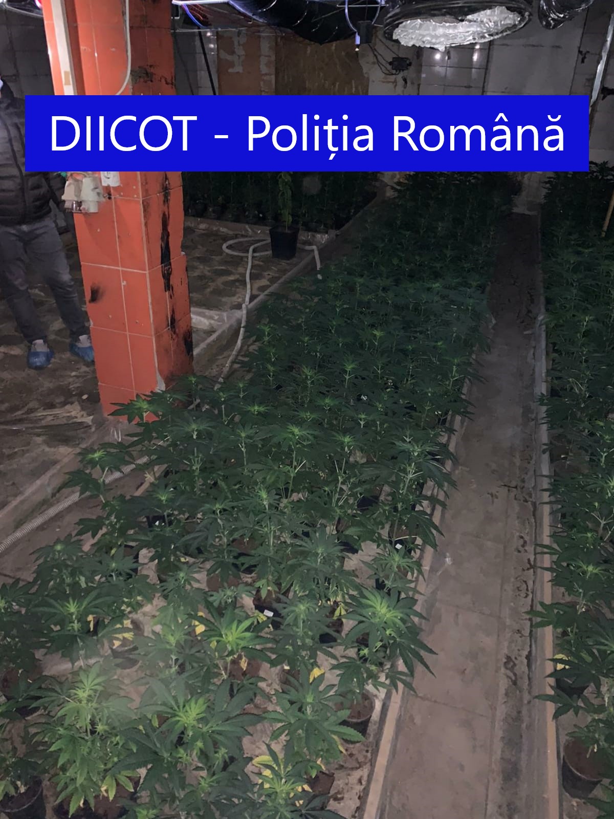 Cantitate uriașă de droguri descoperită în Dolj. Doi spanioli au fost arestați - Imaginea 2