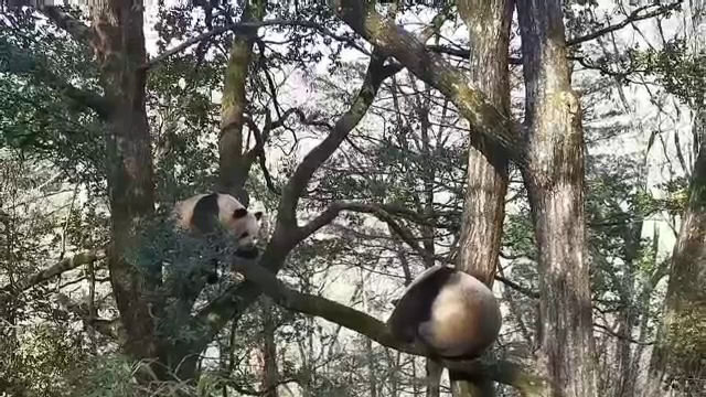 VIDEO. Momentul în care doi urși panda se bat și se fugăresc prin pădure