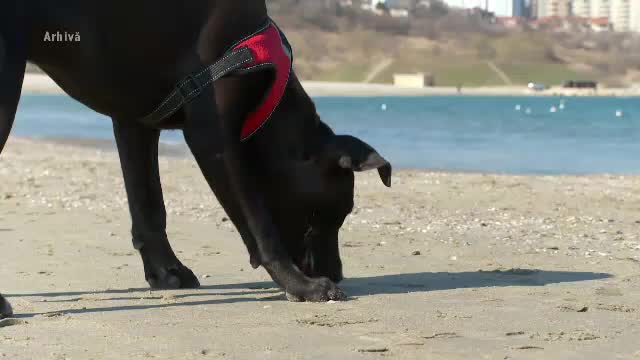 Câinii au de acum voie să intre pe plaje. Stăpânii au însă câteva reguli, altfel riscă amenzi mari