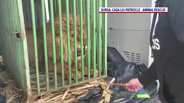 Un ONG din Suceava și altul din Africa de Sud și-au unit forțele pentru a salva animalele sălbatice din Ucraina