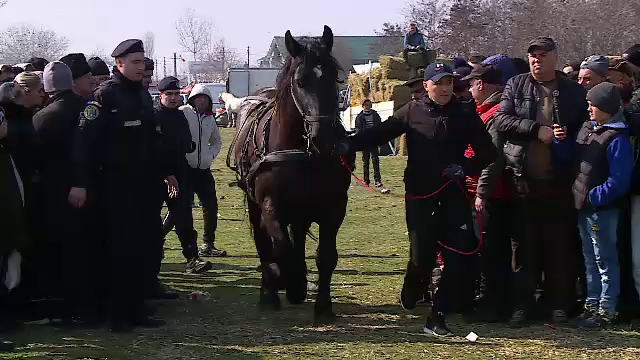 Concurs de frumusețe pentru cai, în Olt. Încuratul cailor de Sân' Toader este un vechi obicei. GALERIE FOTO - Imaginea 1