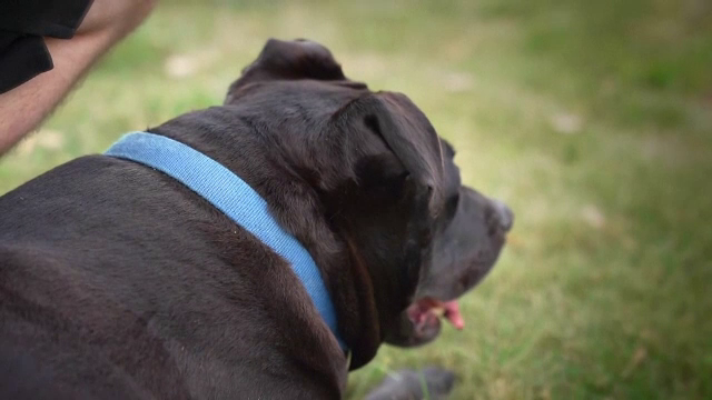 Deținuții dintr-o închisoare au adoptat un cățel care suferă de anxietate. GALERIE FOTO - Imaginea 12