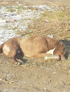30 de caini comunitari au fost gasiti otraviti pe strazile din Suceava