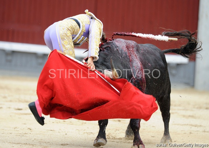 Imagini dramatice la o corida din Madrid. Un matador a scapat ca prin minune din coarnele taurului
