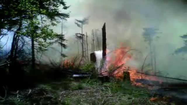 Padurea din Nadas, incendiata pentru a se ascunde taieri ilegale de arbori. Ce spun autoritatile