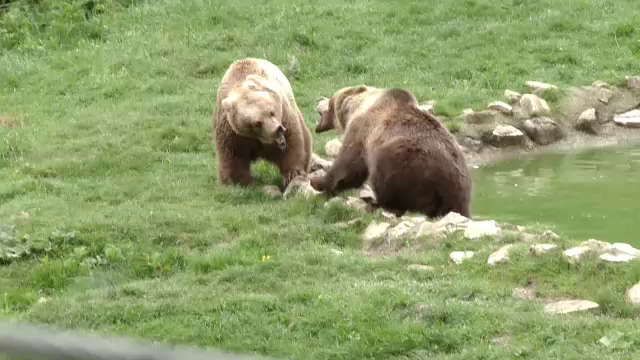 Rezervatia de ursi de la Zarnesti, construita pentru a salva animalele, devine atractie turistica. Orice vizita e o aventura