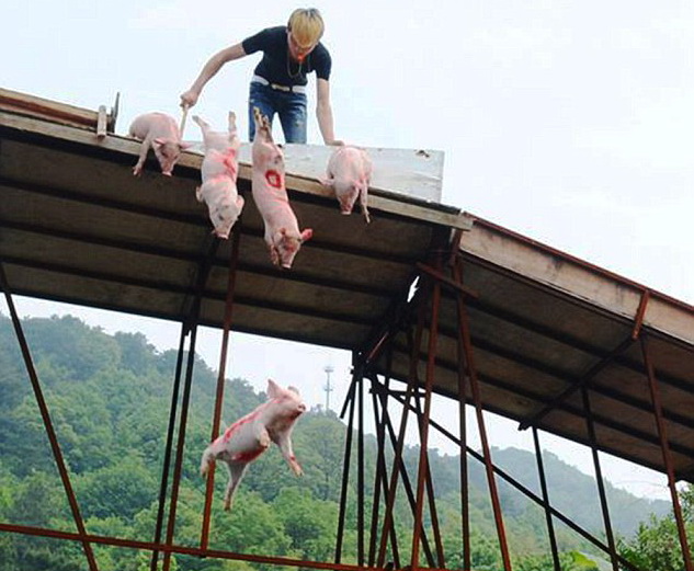 Competitie de inot pentru porci, in China. Obiceiul care imparte turistii in doua tabere, dar sustinut de autoritati