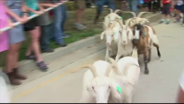 Scene comice la un targ al fermierilor din Kentucky: politistii au alergat dupa mai multe capre care au evadat in oras