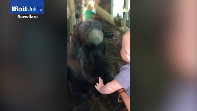 Clipul adorabil cu un cimpanzeu si un bebelus la care s-au uitat milioane de oameni in cateva zile