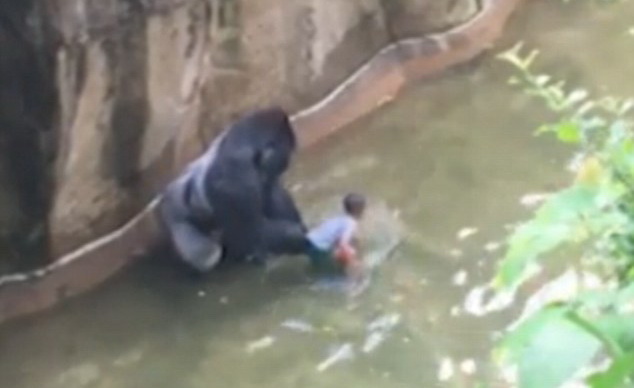 O gorila a fost impuscata dupa ce un baietel a cazut in tarcul animalului, la zoo. Ce a incercat sa faca animalul