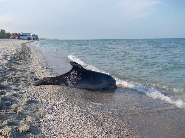 Sase pui de delfin, dintr-o specie pe cale de disparitie, gasiti morti pe o plaja din Navodari. Ce suspecteaza specialistii