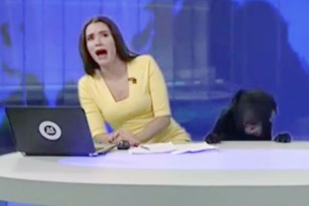 O prezentatoare TV a fost in pragul unui infarct, in direct. Un caine urias si negru a aparut langa ea, la pupitru. VIDEO