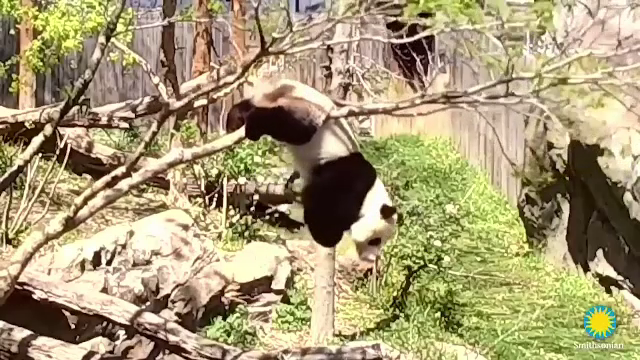 Ursul panda Bei Bei i-a distrat pe turiștii de la grădina zoologică din Washington