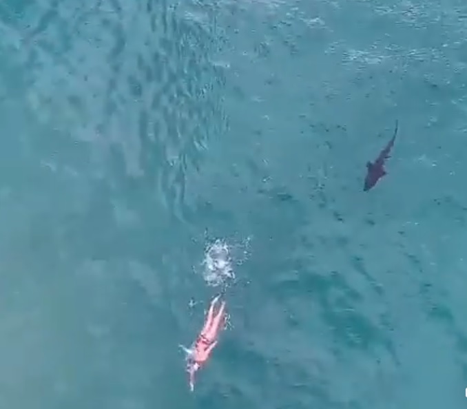 Momentul în care un înotător este urmărit de un rechin în apropierea unei plaje