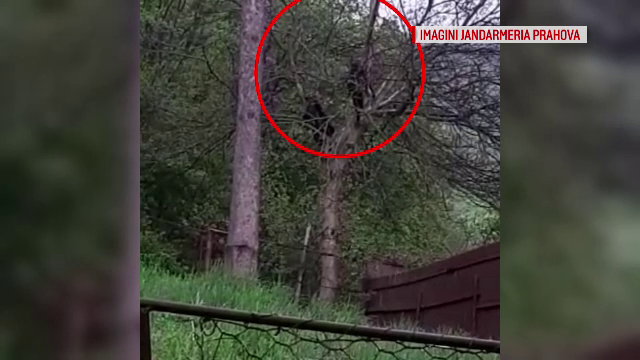 Doi pui de urs filmați în pom, într-o curte din Bușteni. Semnalul de alarmă tras de oameni