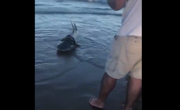 Un grup de turişti a salvat un rechin care avea prins în jurul gâtului un disc de plastic
